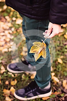 Leaves in children hand