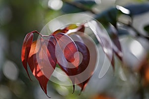 Leaves of cinnamon tree in a garden