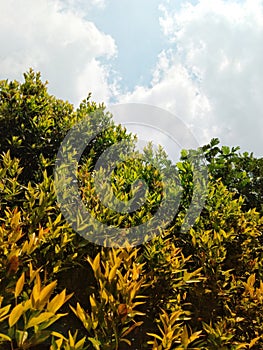 Leaves of cinnamon tree under the bright sky