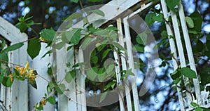 Leaves climbing on a metal gate