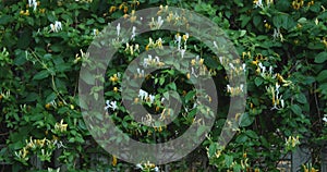 Leaves climbing on a metal gate