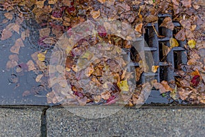 Leaves clogging a drain