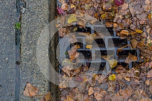 Leaves clogging a drain