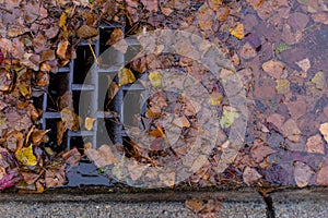 Leaves clogging a drain