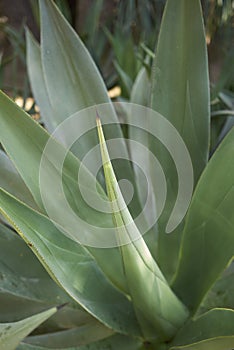 Leaves close up of Agave mitis