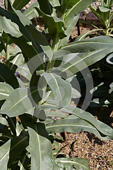 Isatis tinctoria close up