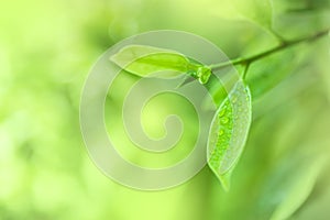 Leaves close up nature view of green leaf on blurred greenery background in garden Use as background image for pasting text or