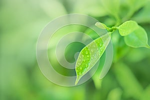 Leaves close up nature view of green leaf on blurred greenery background in garden Use as background image for pasting text or