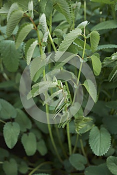 Leaves close up of Sanguisorba officinalis