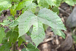 Leaves of Cnidoscolus aconitifolius or chaya plants with rain drops.