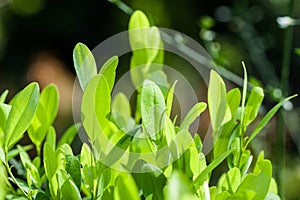 Leaves of coca plant