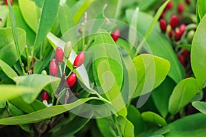 Leaves of coca plant