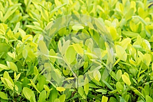 Leaves of coca plant