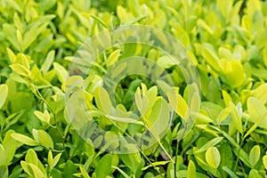 Leaves of coca plant