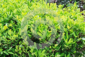 Leaves of coca plant