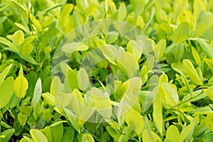 Leaves of coca plant