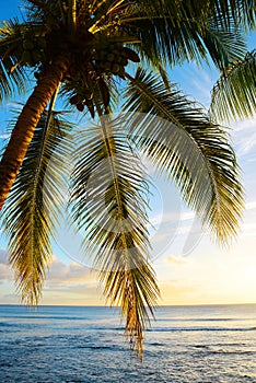 Leaves of coconut palm tree at sunset.