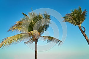 Leaves of coconut palms fluttering in the wind against blue sky. Bottom view. Bright sunny day. Riviera Maya Mexico