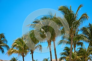 Leaves of coconut palms fluttering in the wind against blue sky. Bottom view. Bright sunny day. Riviera Maya Mexico