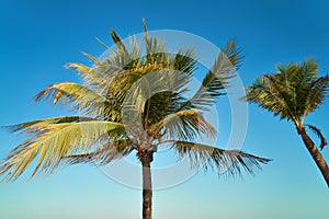 Leaves of coconut palms fluttering in the wind against blue sky. Bottom view. Bright sunny day. Riviera Maya Mexico