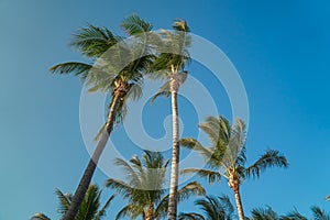 Leaves of coconut palms fluttering in the wind against blue sky. Bottom view. Bright sunny day. Riviera Maya Mexico