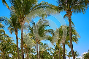 Leaves of coconut palms fluttering in the wind against blue sky. Bottom view. Bright sunny day. Riviera Maya Mexico