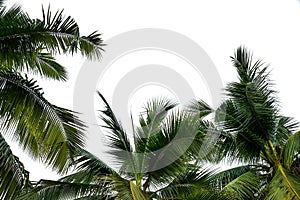 Leaves of coconut tree isolated on white