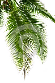 Leaves of coconut tree isolated on white background photo