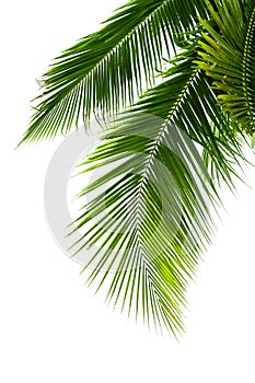 Leaves of coconut tree isolated on white background