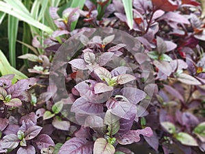 Leaves of the colens blum plants