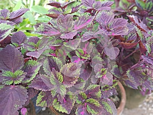 Leaves of the colens blum plants cover the garden