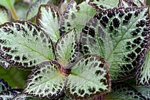 Leaves of coleus