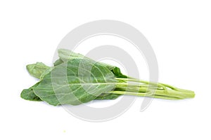 Leaves of collards on background