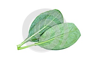 Leaves of collards on background,Chinese kale