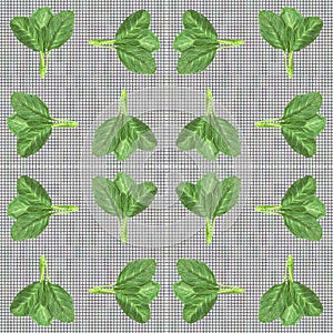 Leaves of collards on background,Chinese kale,seamless pattern