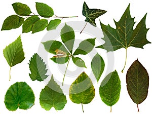 Leaves collection 2