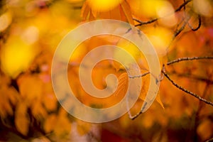 Leaves of colours of orange and yellow in Autumn