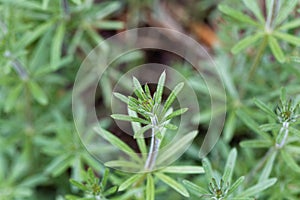 Leaves of common cleavers, Galium aparine