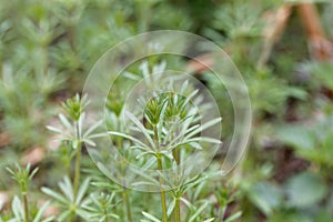 Leaves of common cleavers, Galium aparine