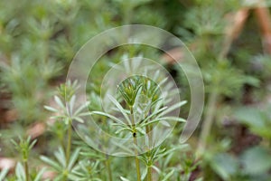 Leaves of common cleavers, Galium aparine