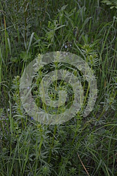 Leaves of a common cleavers plant, Galium aparine