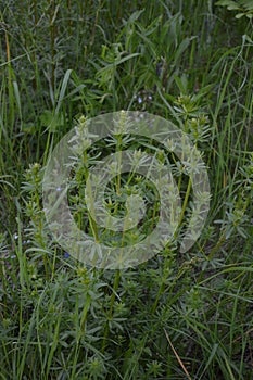 Leaves of a common cleavers plant, Galium aparine