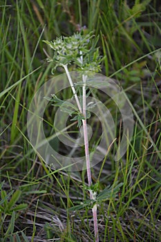 Leaves of a common cleavers plant, Galium aparine