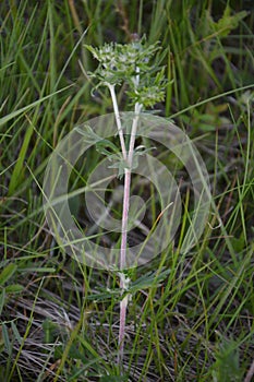 Leaves of a common cleavers plant, Galium aparine