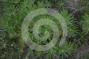 Leaves of a common cleavers plant, Galium aparine