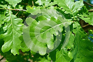 Leaves of a Common oak Quercus robur