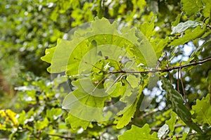 Leaves of Common Oak, Quercus robur.