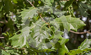 Hojas de común Roble 