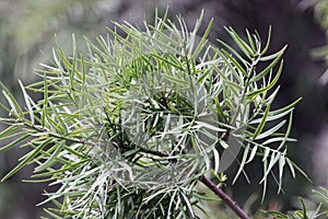 Leaves of a common yellowwood Podocarpus falcatus photo