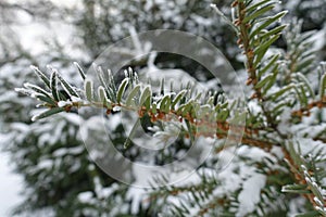 Leaves of yew covered with hoar frost and snow in mid January